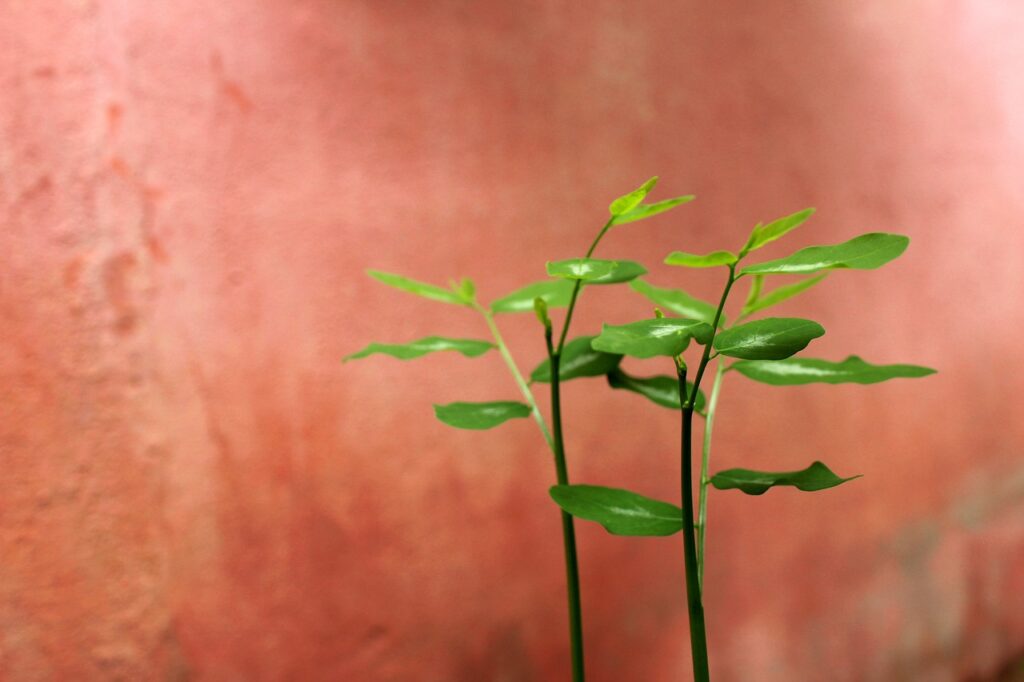 既卒の20代が就活で成功した事例は？