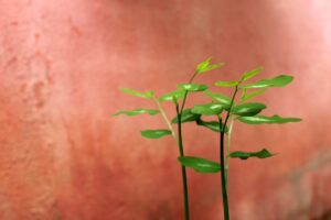 既卒の就活を成功させるための始め方は？