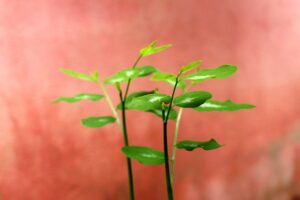 既卒フリーターが就活を成功させるための相談できる場所はどこ？